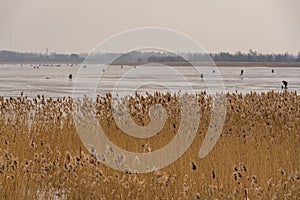 Frozen river, bent and icy anglers