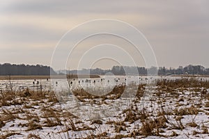 Frozen river, bent and icy anglers