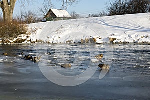 Frozen river with duck birds on the stream of water covered by snow and ice.