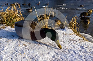 Frozen river with duck birds on the stream of water covered by snow and ice.