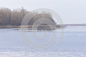 Frozen river in sunny winter day with gulls