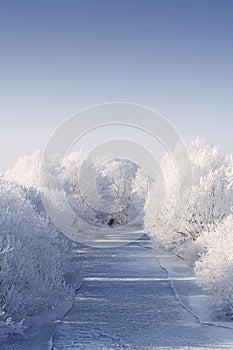 Frozen river with white frost trees