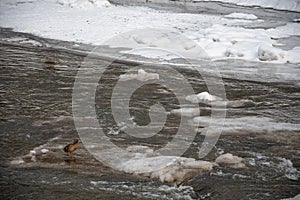 Frozen river in winter, snow and ice melting with fallen trunk of a tree