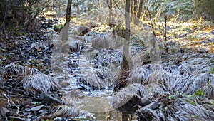 Frozen riverside vegetation after night frost photo