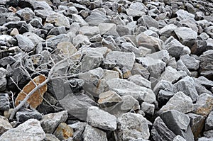 Frozen rock background with branch