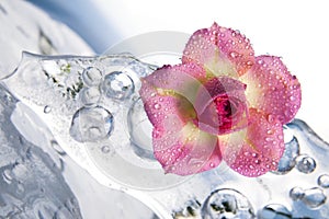 Frozen rose