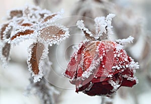 The frozen rose img