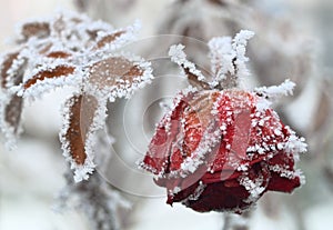 The frozen rose