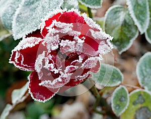 Frozen rose photo