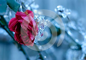 Frozen Rose