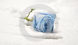 Frozen rose