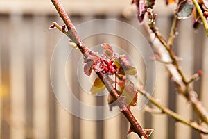 Frozen rose