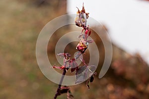 Frozen rose