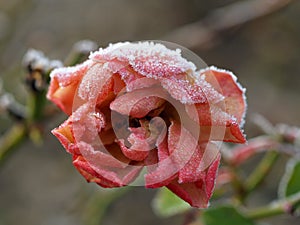 A frozen rose