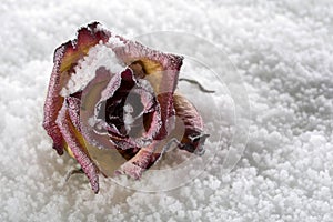 Frozen rose