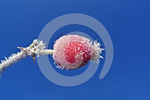 Frozen rose hip