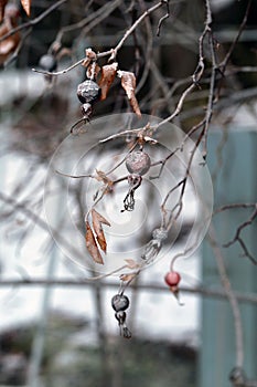 Frozen Rose Hip aka Dog Rose aka Wild Rose Berries with Hoarfrost and Ice on Them