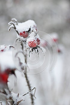 Frozen rose-hip background