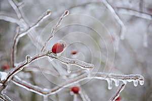 Frozen rose hip coverd with ice