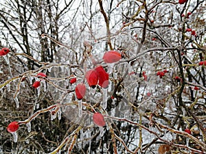 Frozen Rose hip fruit on winter days