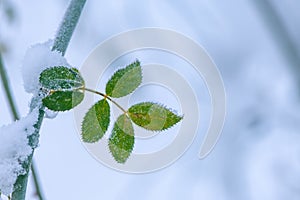 Frozen rose hip leaf in winter snow