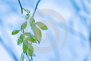 Frozen rose hip leaf in winter snow