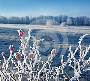 Frozen rose hips