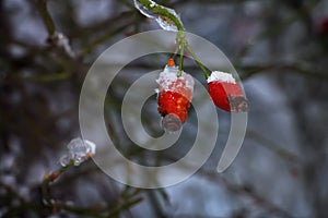 Frozen rose hips on a branch.