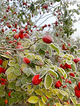 Frozen rose hips covered with hoarfrost