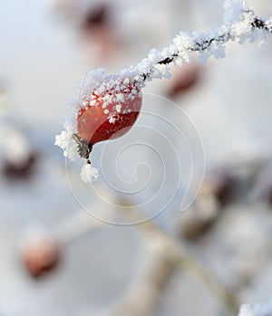 Frozen rose-hips covered with ice