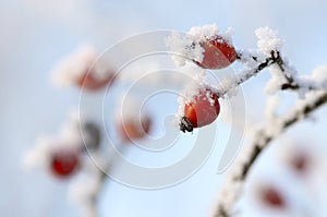 Frozen rose-hips covered with ice