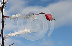 Frozen rose hips covered by snow and blue winter sky