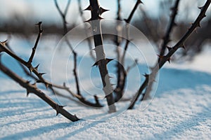 Frozen rose hips covered by snow and winter blue sky.