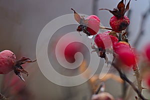 Frozen rose hips after the first snow.