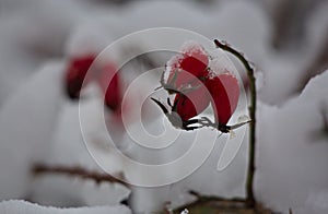 Frozen rose hips under the snow.