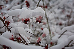 Frozen rose hips under the snow.