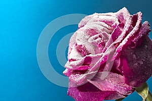 A frozen rose in the snow. Close-up. Winter background.