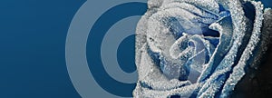 A frozen rose in the snow. Close-up. Winter background.