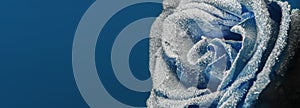 A frozen rose in the snow. Close-up. Winter background. photo