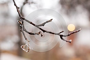 Frozen rose in winter time