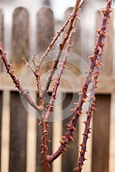 Frozen rose in winter time