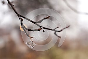 Frozen rose in winter time