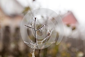 Frozen rose in winter time