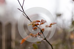 Frozen rose in winter time