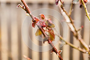 Frozen rose in winter time
