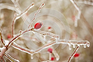 Frozen rosehips