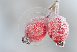 Frozen rosehips photo