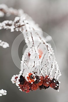 Frozen rosehips photo