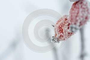 Frozen rosehips close up macro shot.