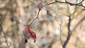 Frozen Rosehips  Vibrant Red Trees Forest Wood Mountain Sunny Day Pine Tree Cinematic Landscape Season Snowflakes Cold